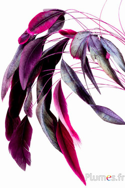Coquetip - 20-25 cm - fucsia-bruno